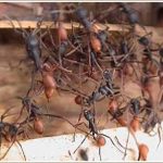 Những chuyện lạ về thế giới kiến