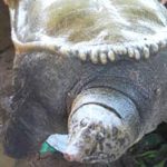 Phát hiện ba ba nặng 50kg ở Tây Bắc