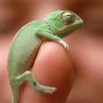 Những sinh vật nhỏ bé đáng yêu
