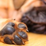 Tại sao chân chó lại thường có mùi như… bỏng ngô?