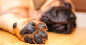 Tại sao chân chó lại thường có mùi như… bỏng ngô?