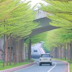 Nút giao “hot” nhất Hà Nội: Hàng bàng lá nhỏ xanh mơn mởn, đẹp “tựa châu Âu”