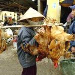 Thêm 7 tỉnh khống chế xong dịch cúm gia cầm