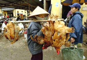Thêm 7 tỉnh khống chế xong dịch cúm gia cầm