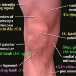 Tại sao không có xương bánh chè tại khuỷu tay?