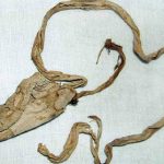Bao cao su hơn 3.000 năm của vua Tutankhamun