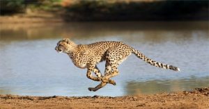 Báo đốm Cheetah có nguy cơ tuyệt chủng