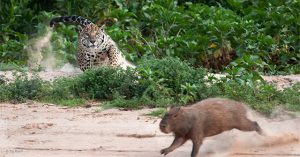 Báo đốm hạ gục loài chuột to nhất thế giới chỉ bằng “vài đường cơ bản”