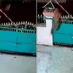Báo hoa mai trèo qua cổng, tóm gọn chó nhà rồi bỏ trốn