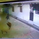 Báo hoa mai lao tới vồ ngã nam nhà báo và cái kết thót tim