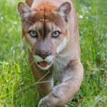 Những sự thật đáng kinh ngạc về loài báo Puma