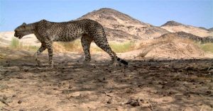 Báo săn Sahara lần đầu tiên được phát hiện trong một thập kỷ ở Algeria