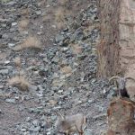 Sát thủ tàng hình vồ cừu hoang trên dãy Himalaya