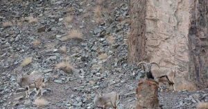 Sát thủ tàng hình vồ cừu hoang trên dãy Himalaya