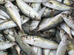 Công nghệ giảm phí, tổn thất sau thu hoạch hải sản
