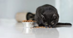 Vì sao mèo không chịu ăn khi bát đã lộ đáy dù vẫn còn thức ăn?