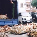 Lạng Sơn: Gà lậu vẫn tràn vào VN