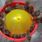 Cả lũ chuột sập bẫy cùng lúc vì một quả bóng bay, xô nhựa và mồi