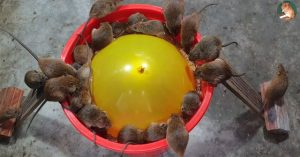 Cả lũ chuột sập bẫy cùng lúc vì một quả bóng bay, xô nhựa và mồi