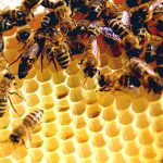 Chức năng bộ râu của ong mật đối với trí nhớ