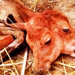 Bò mẹ sinh bê con 2 đầu