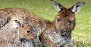 Có gì bên trong túi Kangaroo, phức tạp nhiều hơn những gì bạn từng nghĩ