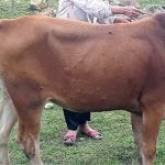 Bệnh lạ xuất hiện, lây lan nhanh trên đàn trâu bò