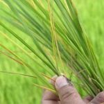Bệnh vi-rút vàng lùn, lùn xoăn lá trên lúa: Bệnh mới…