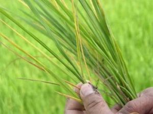 Bệnh vi-rút vàng lùn, lùn xoăn lá trên lúa: Bệnh mới…