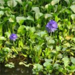 Dùng chế phẩm biến bèo tây thành phân hữu cơ