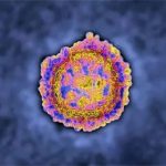 Biến chủng B1525 của virus corona nguy hiểm đến mức nào?