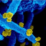 Biến thể “kháng vaccine” Mu đột nhiên biến mất như thế nào?