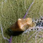 Sắc màu dưới đáy biển