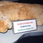 Chiêm ngưỡng tài nguyên biển đảo Hoàng Sa – Trường Sa