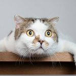 Nghiên cứu của các nhà khoa học cho thấy: Mèo có 276 biểu cảm khác nhau