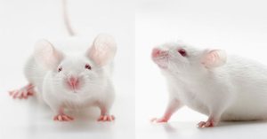 AI tiết lộ mặt chuột cũng biểu đạt được hàng loạt cảm xúc – giống như con người vậy