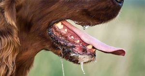 Dấu hiệu nhận biết một con chó bị dại