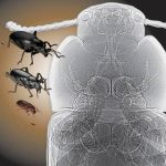 Côn trùng ngày nay bé nhỏ do oxy ít đi