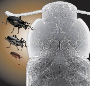 Côn trùng ngày nay bé nhỏ do oxy ít đi