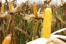 Chi phí sản xuất nhiên liệu sinh học tiên tiến tương đương với chất ethanol chiết xuất từ hạt ngũ cốc.