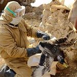 Cúm gà xuất hiện ở Iraq