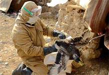 Cúm gà xuất hiện ở Iraq