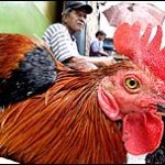 Thêm 5 người chết vì H5N1 ở Indonesia