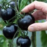 Lai tạo được giống cà chua đen