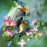 Sơn ca đực ỷ lại vào cha mẹ