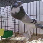 Sự thật về clip chim bồ câu đột biến, kiểu dáng kỳ dị gây sốc mạng xã hội