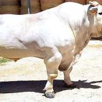 “Quái vật” gia súc lâu đời nhất trên Trái đất, cao 2 mét, nặng 1700kg