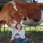 Choáng váng với con bò khổng lồ lớn nhất Australia