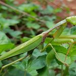 Phát hiện loài bọ ngựa mới cực lớn ở vùng núi Trường Sơn, Việt Nam