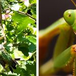 Cảnh tưởng bọ ngựa ăn ngấu nghiến chim ruồi “xấu số” gây choáng váng